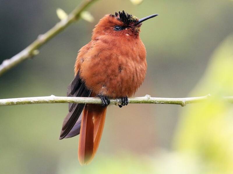 Juan-Fernández-Kolibri