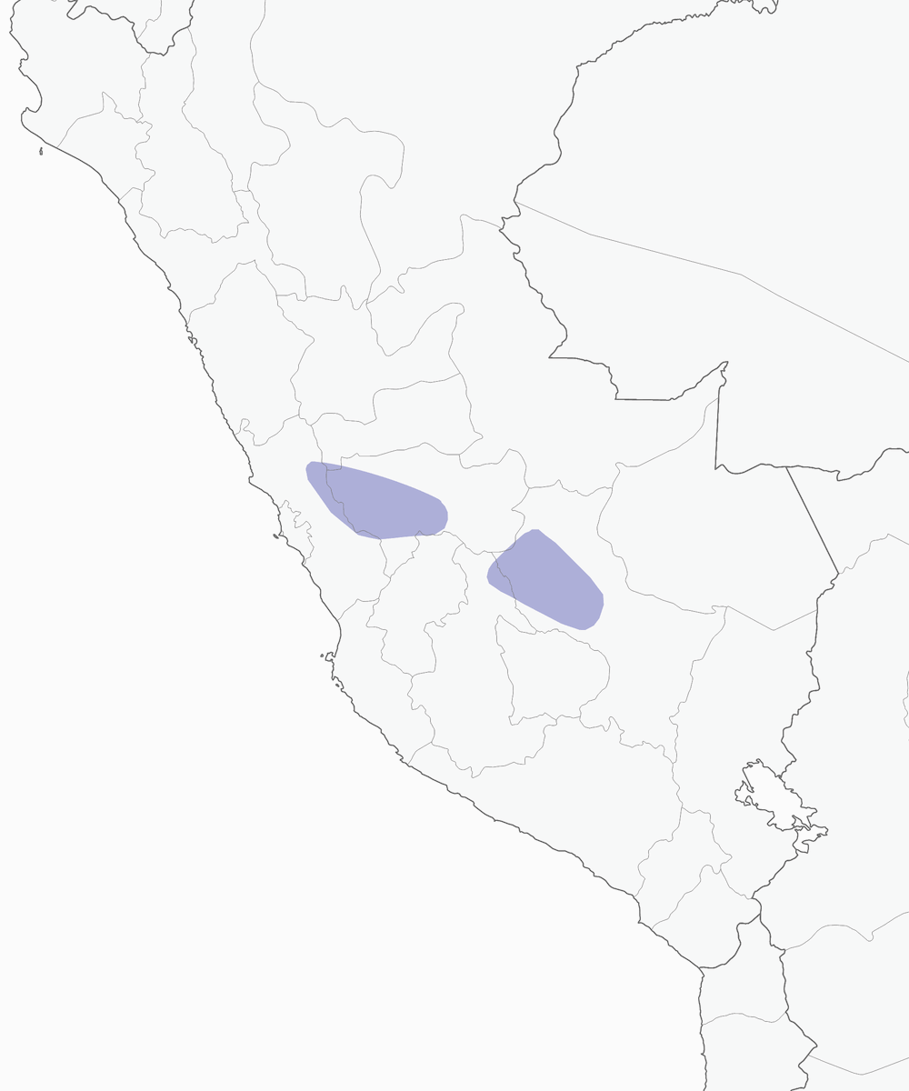 Junin Canastero, 分布 1
