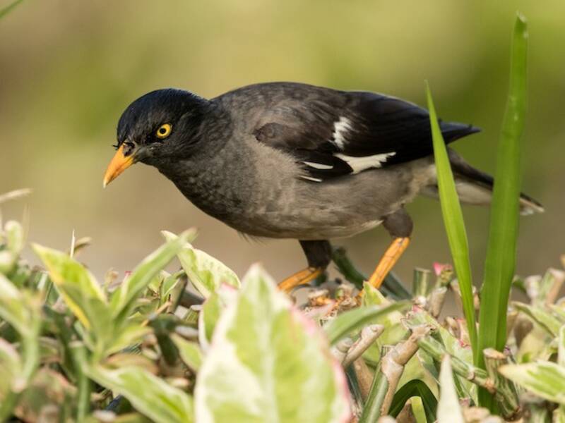 Jungle Myna, Photos 3
