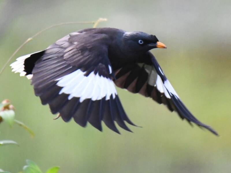 Jungle Myna, Photos 2