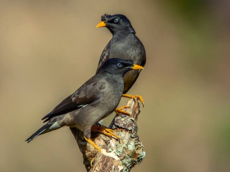 Jungle Myna, Photos 4
