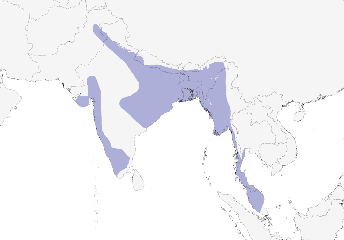 Jungle Myna, Distribution 1