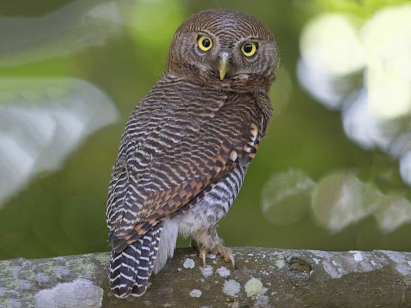 Jungle Owlet, 照片 4