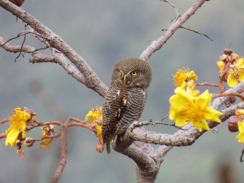 Jungle Owlet, 照片 2