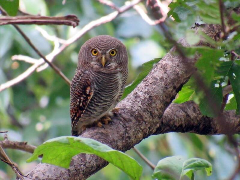 Jungle Owlet, 照片 3