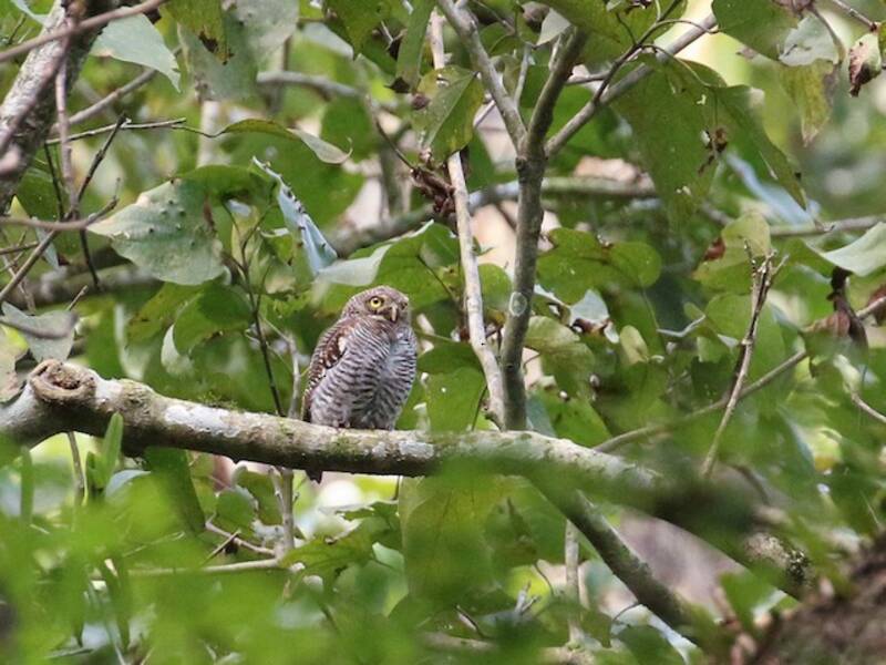 Jungle Owlet