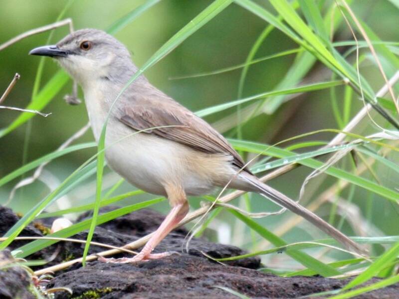 Jungle Prinia