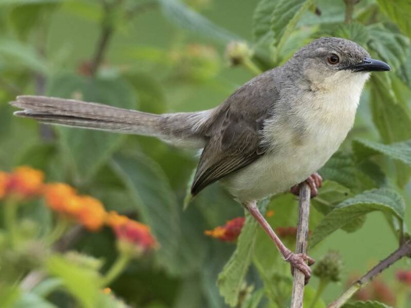 Prinia della giungla, Foto 3