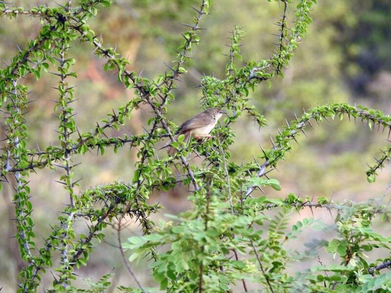 Prinia della giungla, Foto 4
