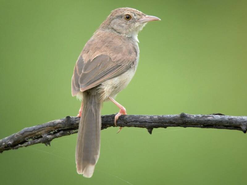Prinia della giungla, Foto 2