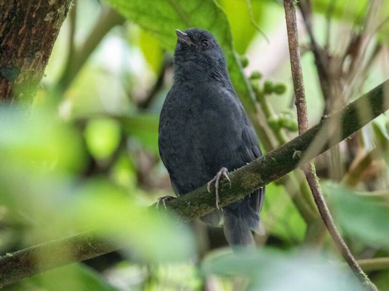 Junin Tapaculo, Photos 3