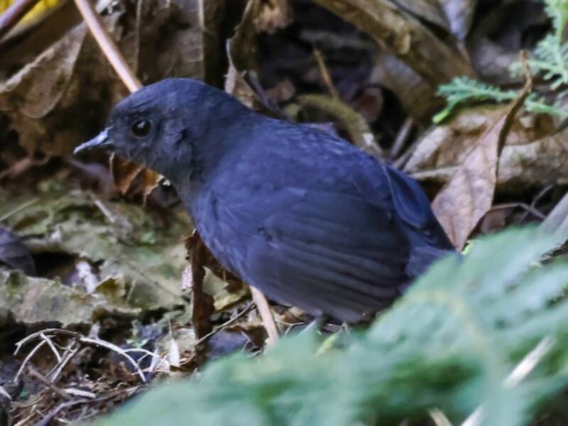 Junin Tapaculo, Photos 4
