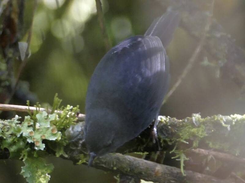 Tapaculo de Junín