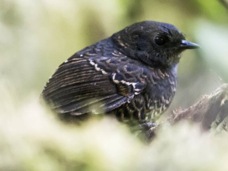 Junin Tapaculo, Photos 2