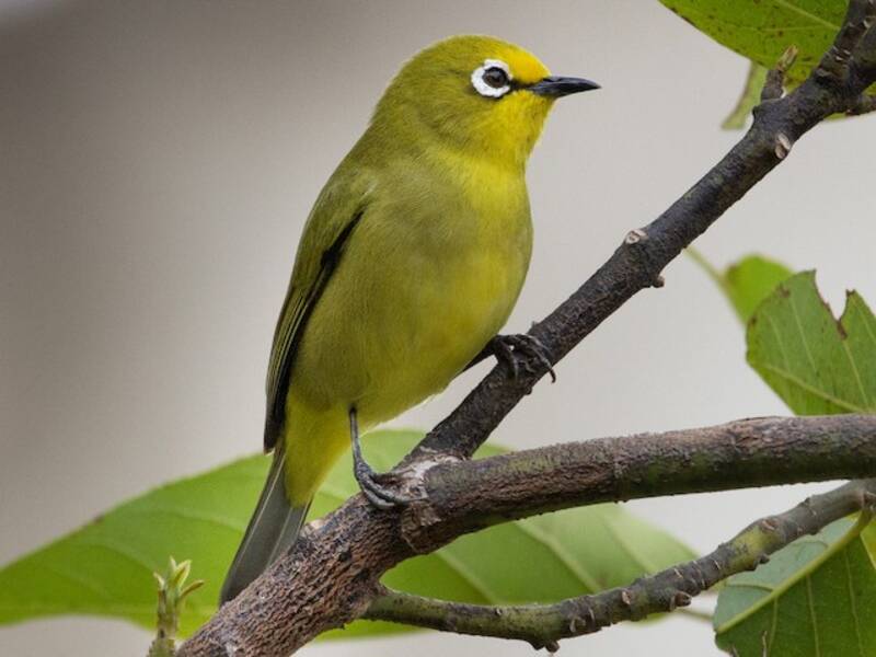 Kafa White-eye, Photos 3