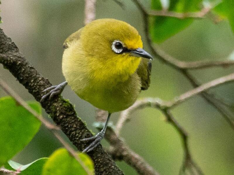 Kafa White-eye
