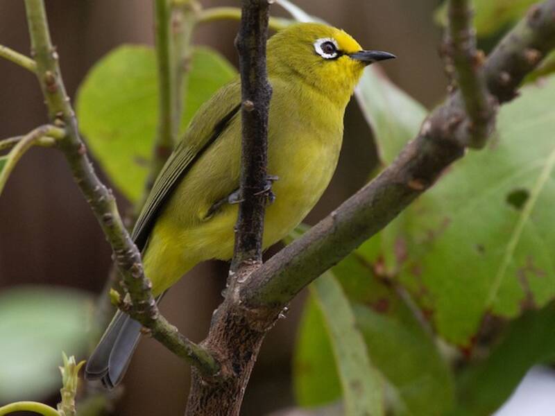 Kafa White-eye, Photos 2