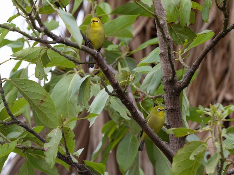 Kafa White-eye, Photos 4