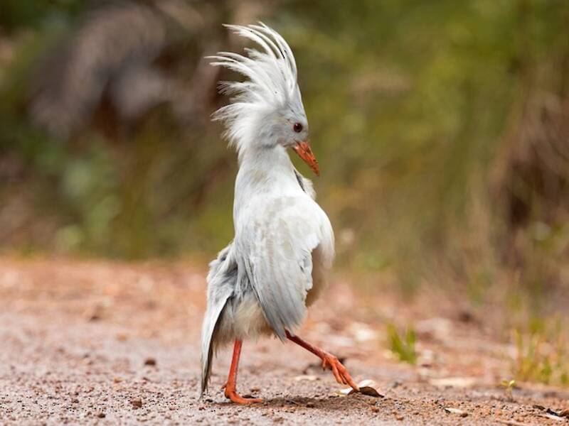Kagu, Fotos 4