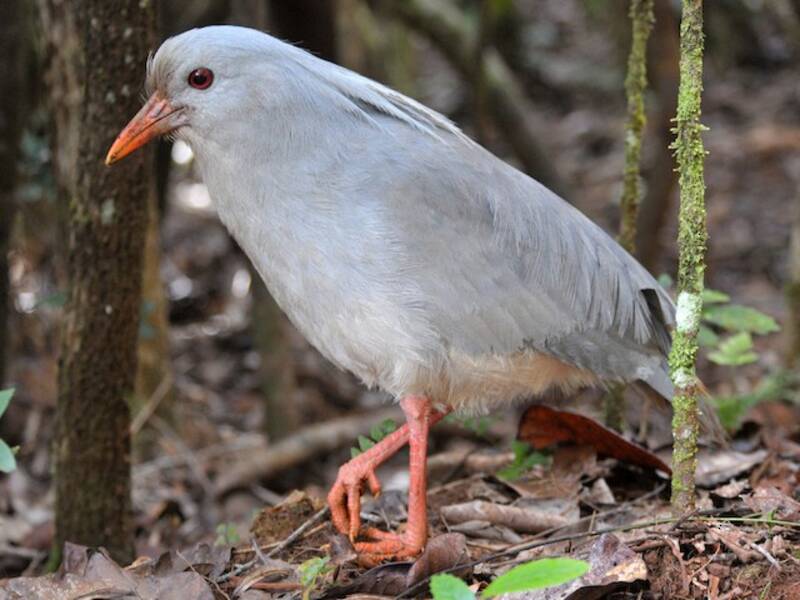 Kagu, Fotos 2