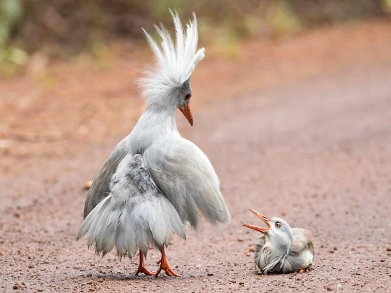 Kagu, Fotos 3