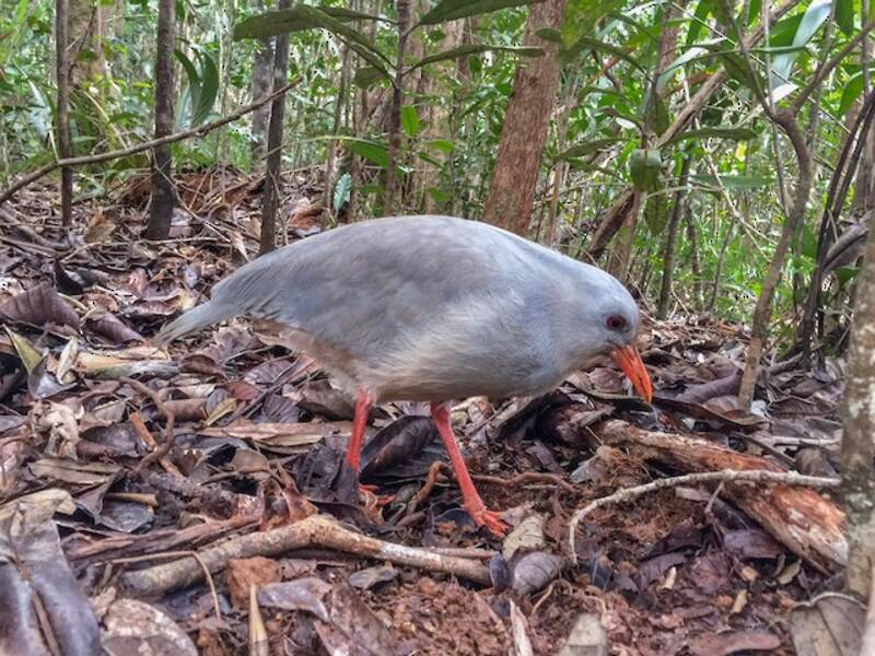 Kagu (Rhynochetos jubatus)