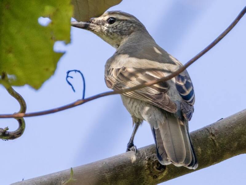 Échenilleur des Kaï, Photos 2