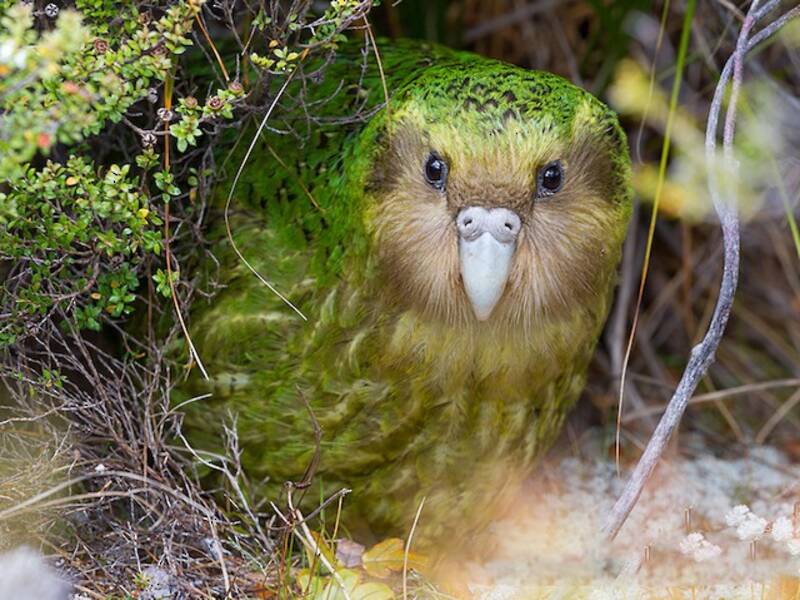 Kakapo (Strigops habroptilus)