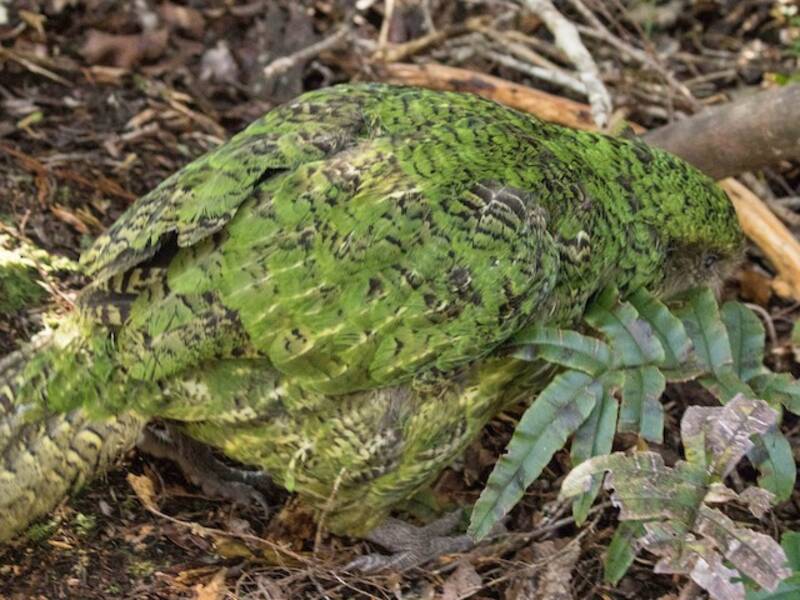 Kakapo, Photos 2