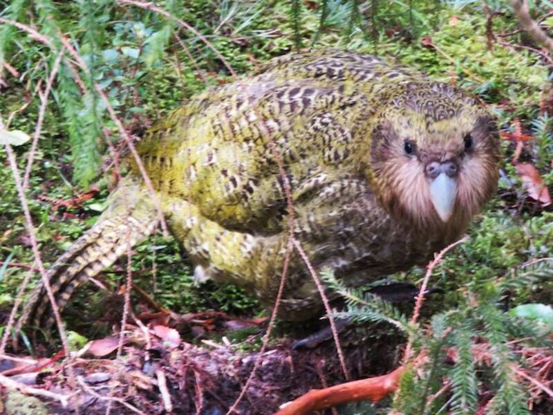Kakapo, Photos 3