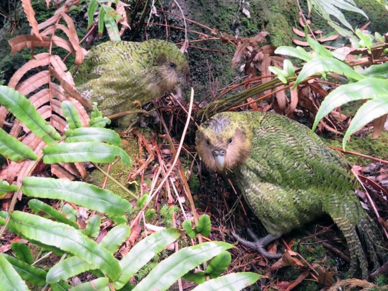 Kakapo, Photos 4
