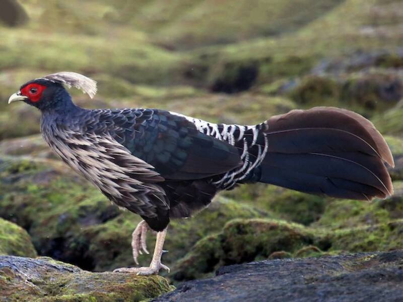 Kalij Pheasant, Photos 2