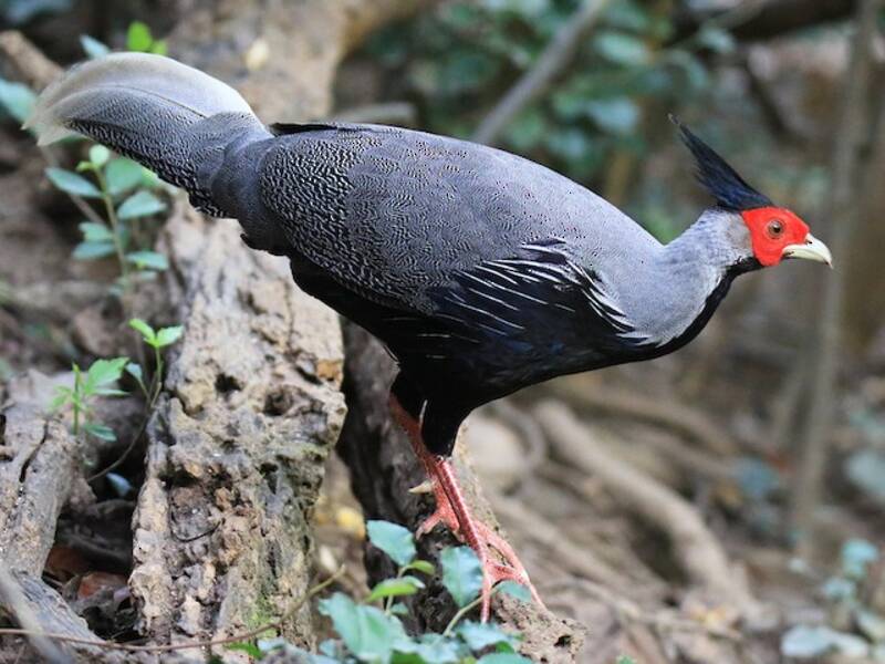 Kalij Pheasant, Photos 3