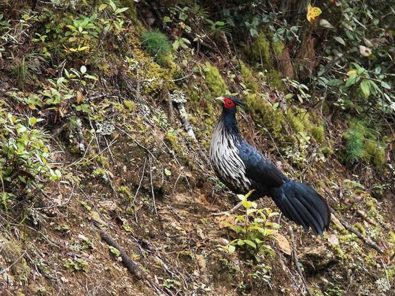 Kalij Pheasant, Photos 4