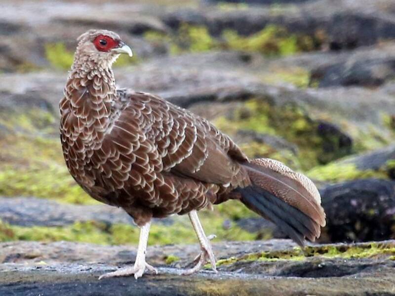 Kalij Pheasant