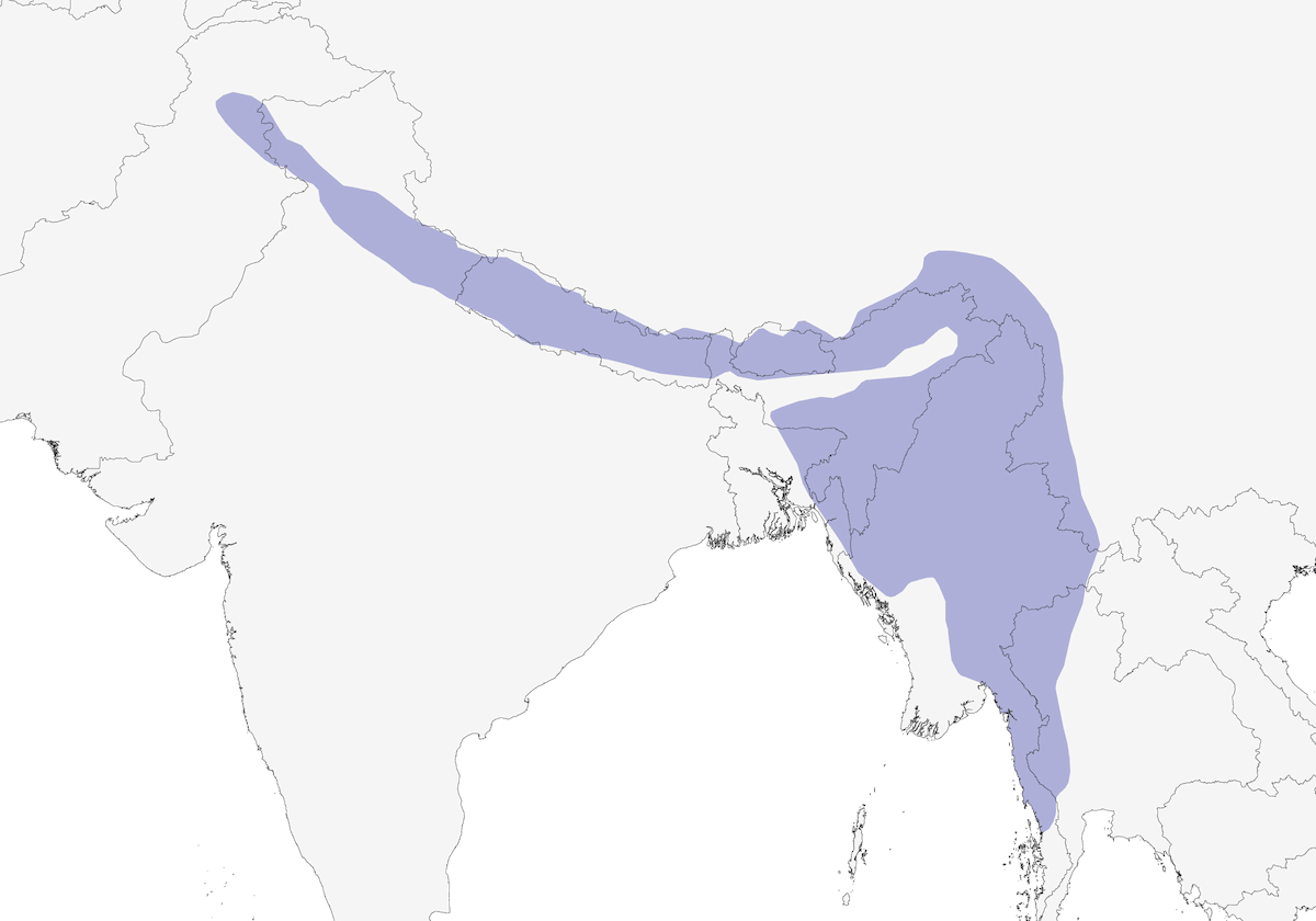 Kalij Pheasant, Distribution 1