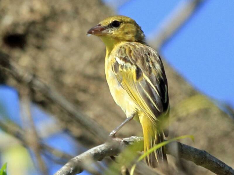 Tessitore mascherato del Katanga, Foto 4
