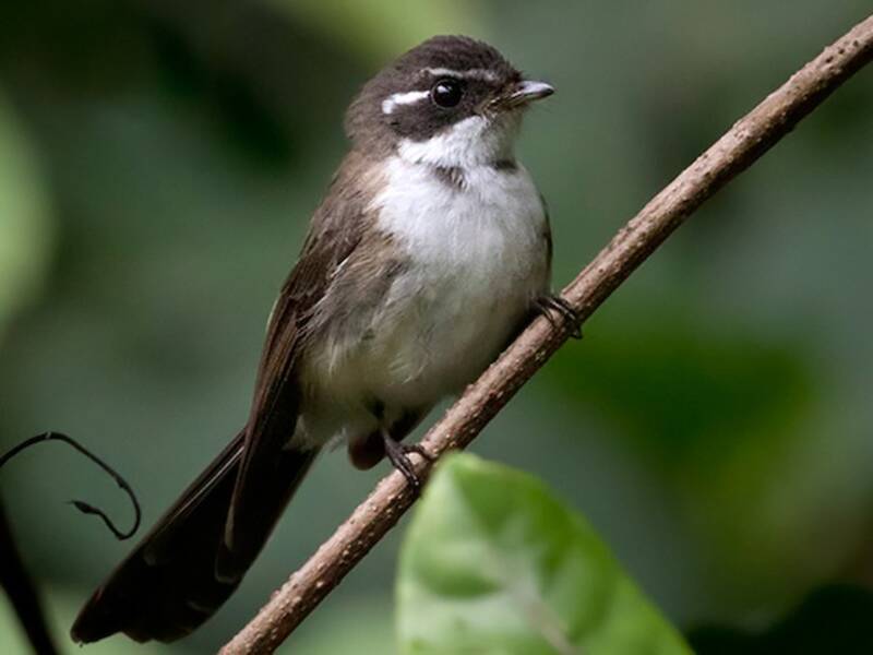 Kadavu Fantail, Photos 4