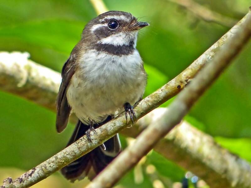 Kadavu Fantail, Photos 3