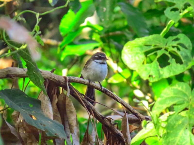Kadavu Fantail, Photos 2