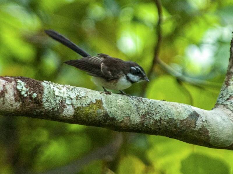 Kadavu Fantail