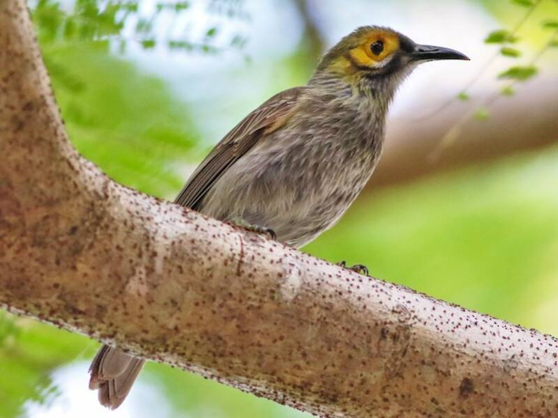 Méliphage de Kadavu, Photos 3