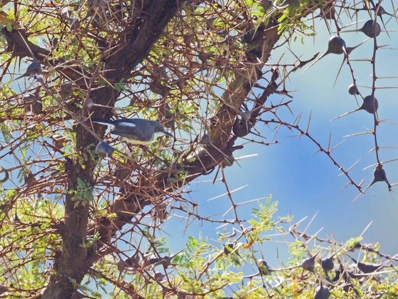 Apale di Karamoja - Apalis karamojae