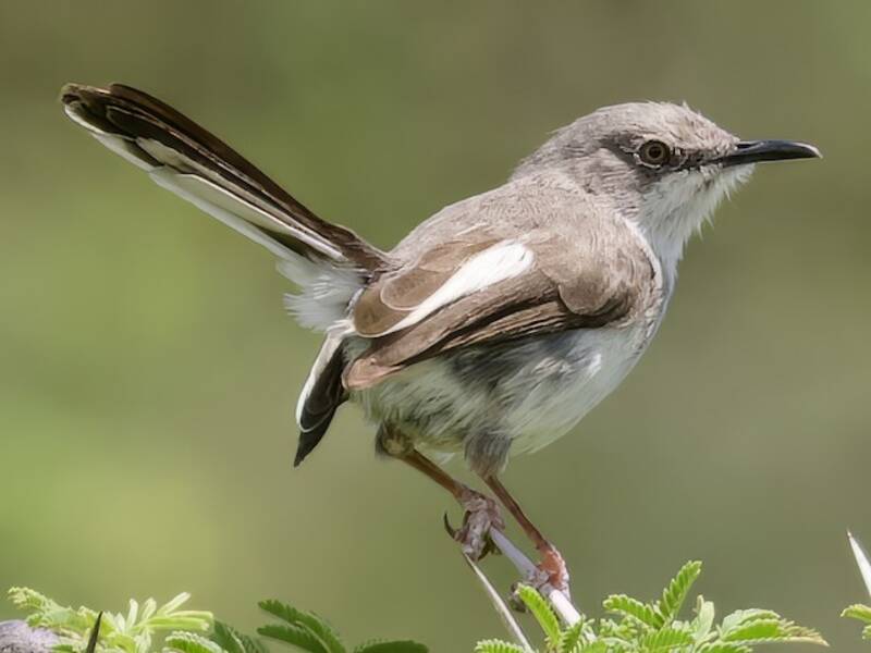 Apalis masái, Fotos 3