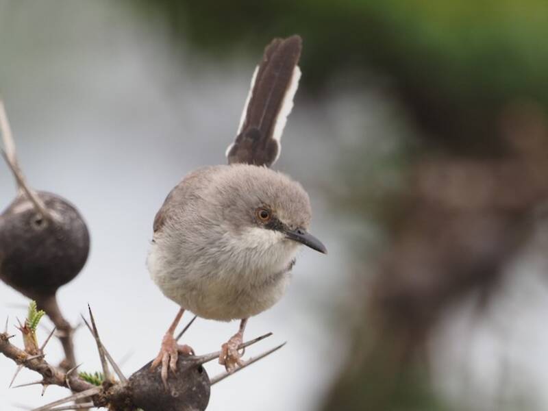 Apalis masái, Fotos 2