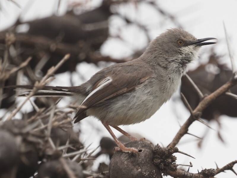 Maasai-Apalis