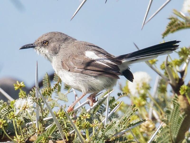 Apalis masái, Fotos 4