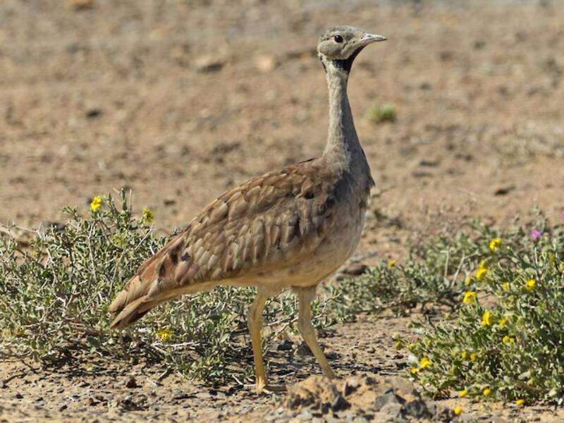 Avutarda del Karoo, Fotos 3
