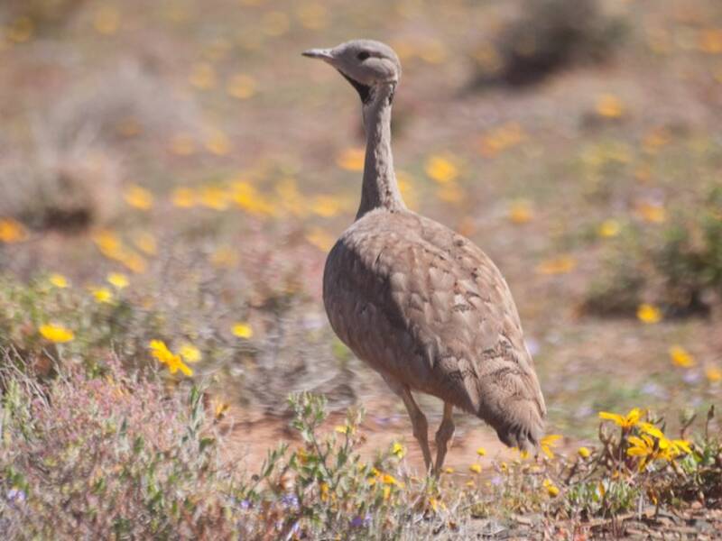 Avutarda del Karoo, Fotos 2