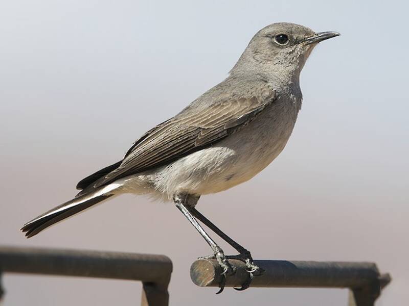Karoo Chat, 照片 3